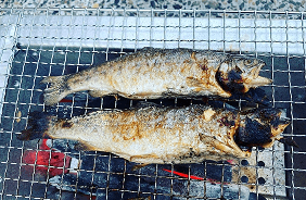 釣った魚を焼いている様子